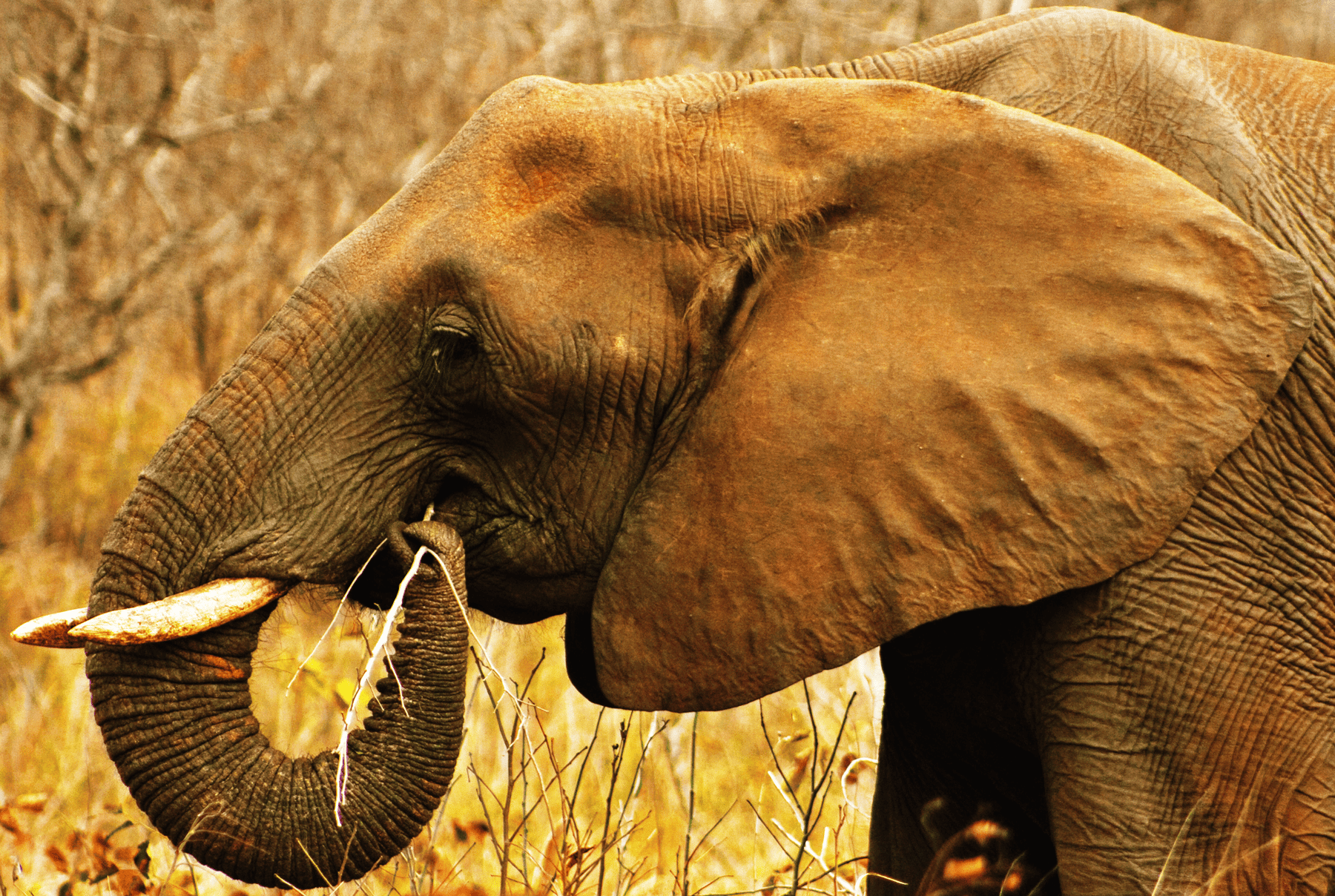 Elephant